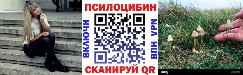 Галлюциногенные грибы Psilocybine cubensis  Белёв 